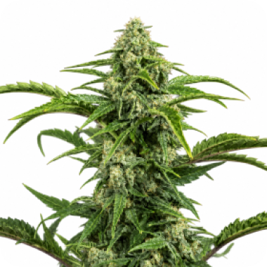 Harlequin  Cbd  Feminised  Cannabis  Seeds  2